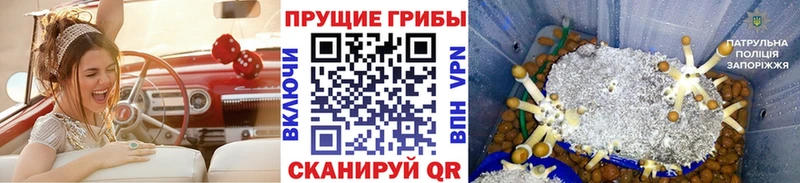 Псилоцибиновые грибы Cubensis дарнет шоп Сясьстрой